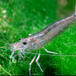 Amano Shrimp