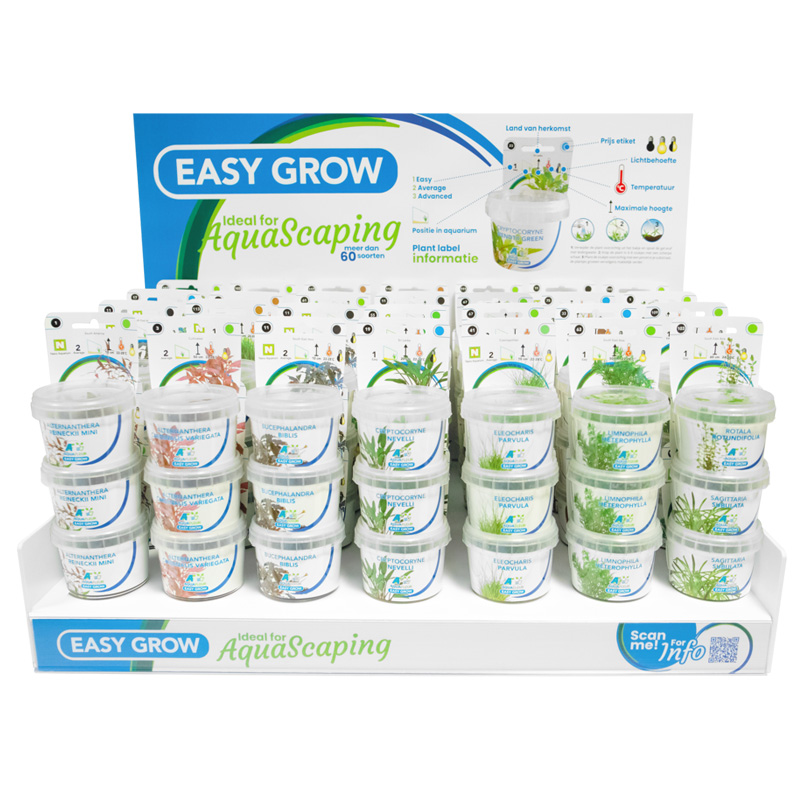 Aquafleur Tissue Culture in Vitro Plant