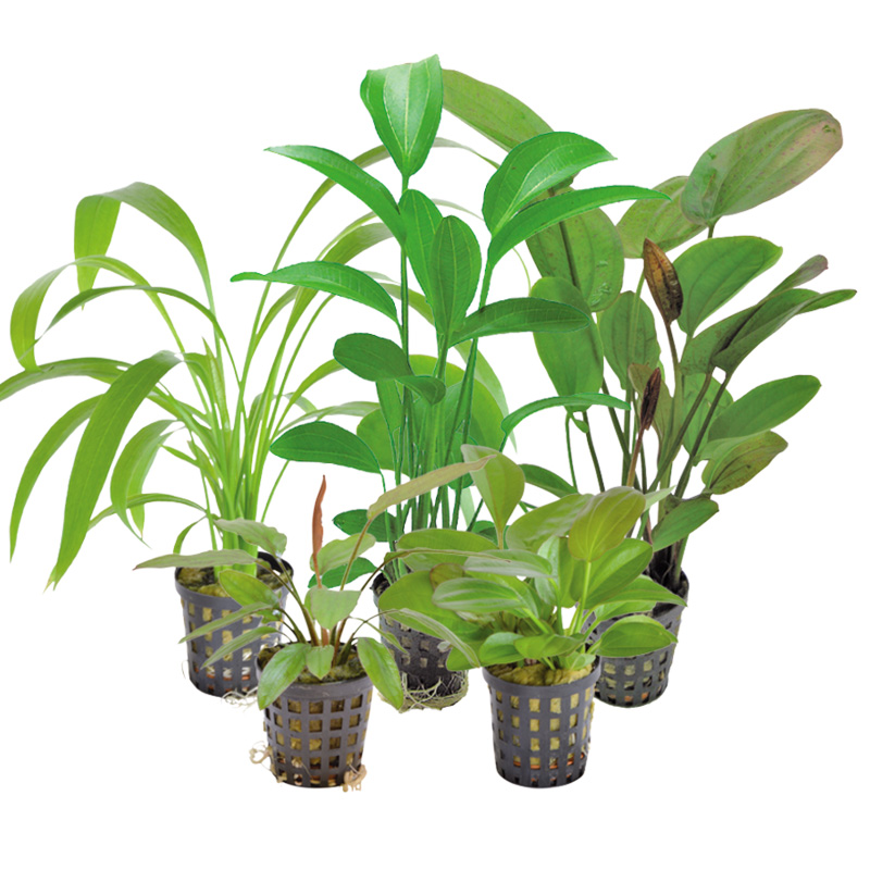 Assorted Potted Plants