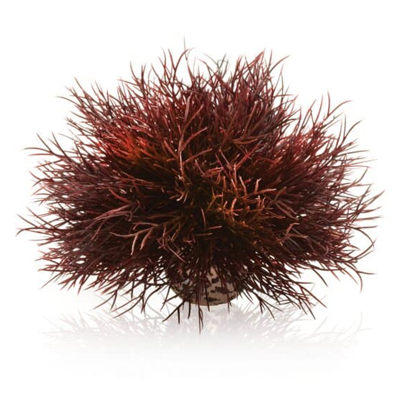 BiOrb Sea Lily Crimson