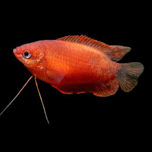Blood Red Honey Gourami (3.5-4cm)