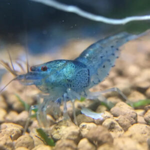 Blue Cherry Shrimp