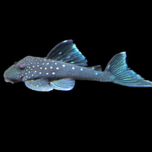 Blue Phantom Plec