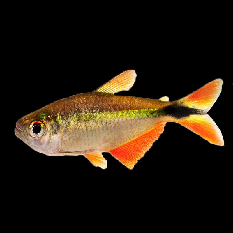 Buenos Aires Tetra