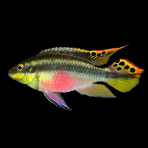 Kribensis