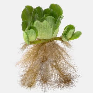 Water Lettuce