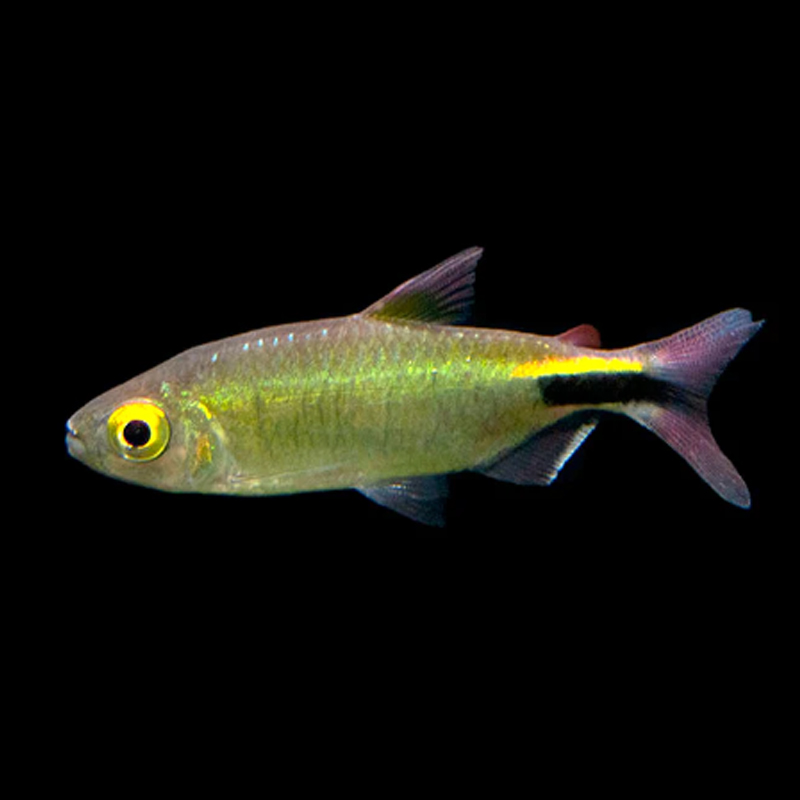 Alestes Tetra (3-4cm)