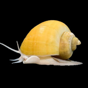 Apple Snail (2.5-3.5cm)
