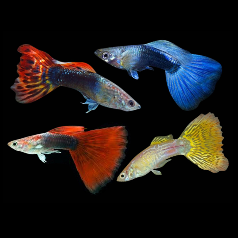 assorted male guppy