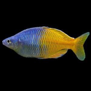 Boesemani Rainbow (3-4cm)