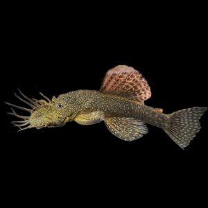 Bristle Nose Plec (3-4cm)