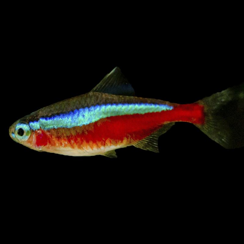 Cardinal Tetra (2-2.5 cm)
