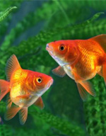 Cold Water Fish