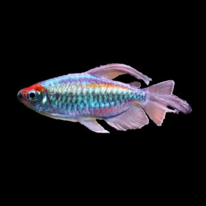 Congo Tetra (3-3.5cm)