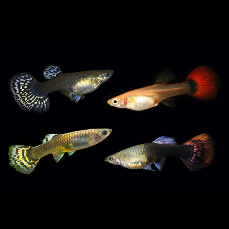 Female Guppy (3-3.5cm)