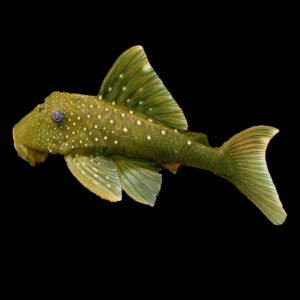 L200 Green Phantom Plec (3-4cm)
