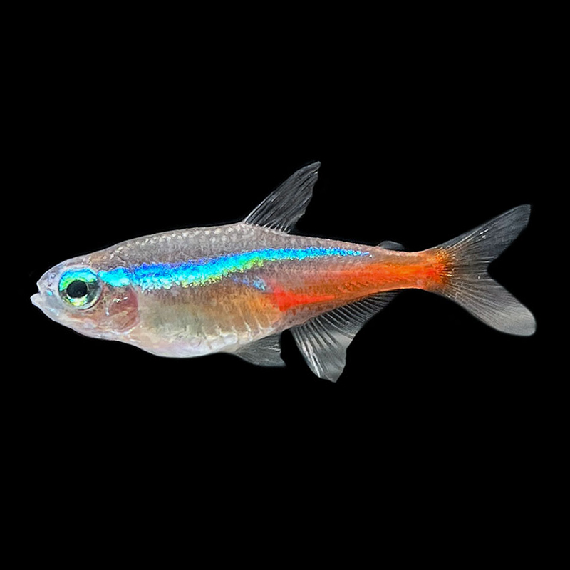 Neon Tetra (2.5-3 cm)