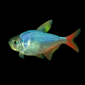 Colombian Tetra (2.5-3cm)