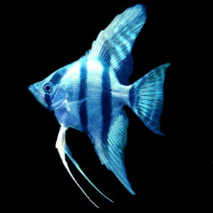 Blue Zebra Angelfish (3-4cm)