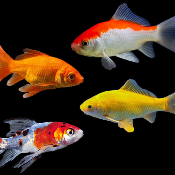 Medium Assorted Goldfish (5-7cm) - The Aquarium People