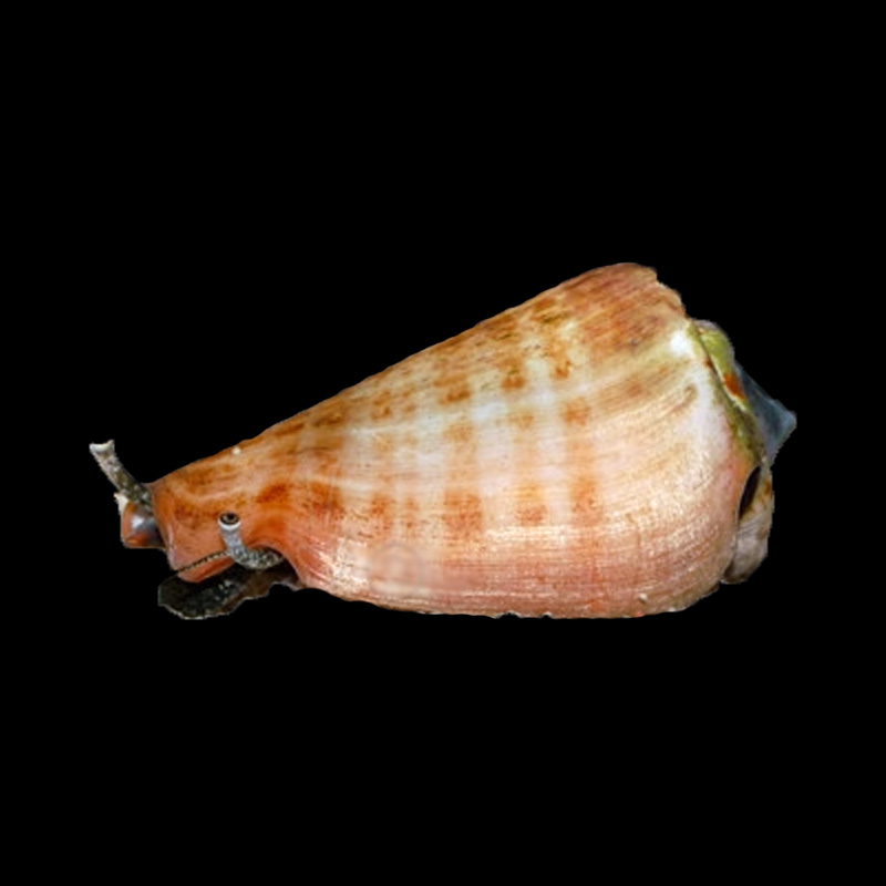 Orange Lipped Conch - The Aquarium People