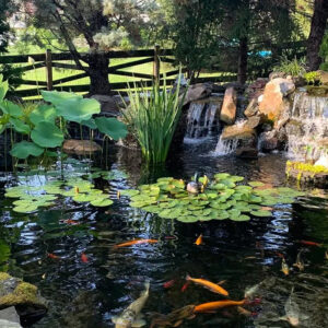 Pond
