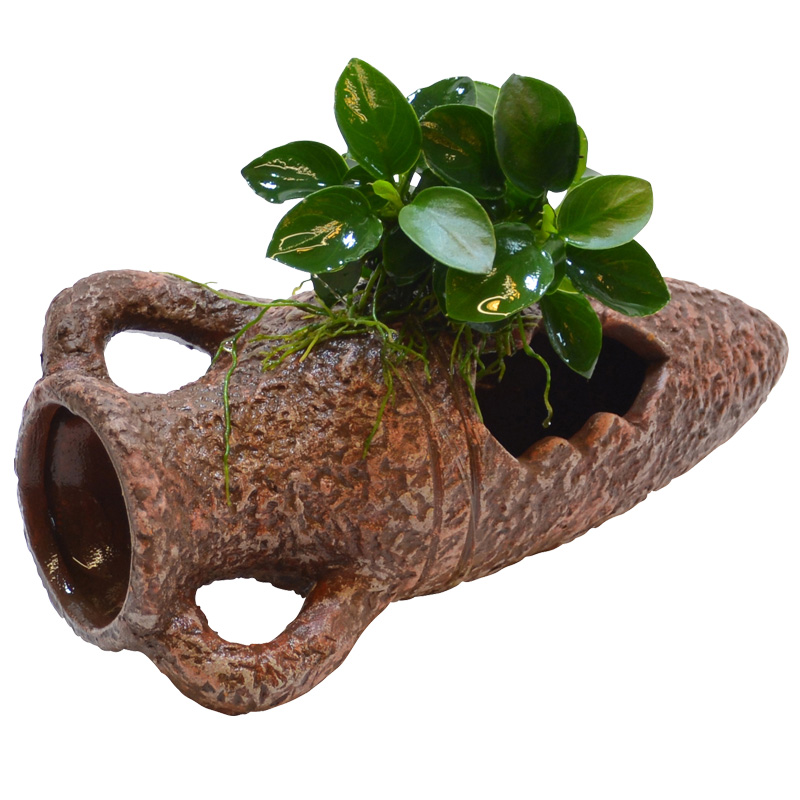 Amphora With Anubias - The Aquarium People