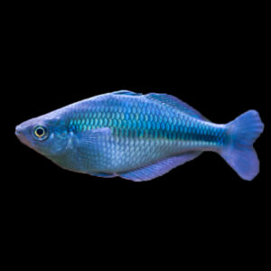 Blue Rainbow Fish