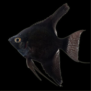 Black Angelfish