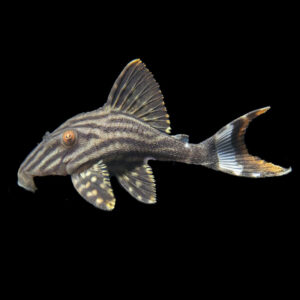 L190 Royal Plec