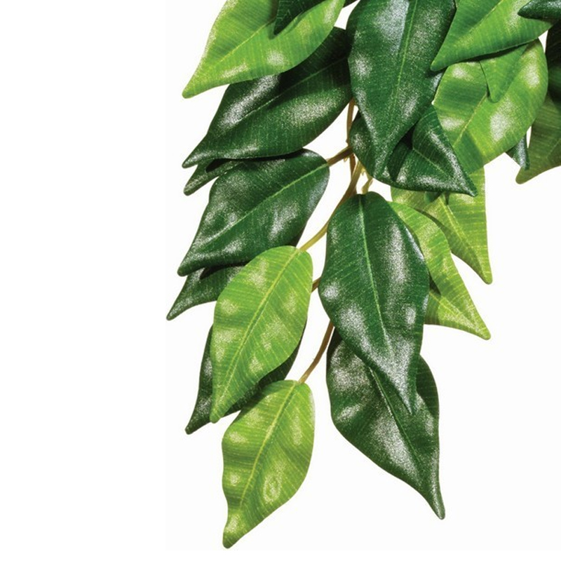 Exo Terra Ficus