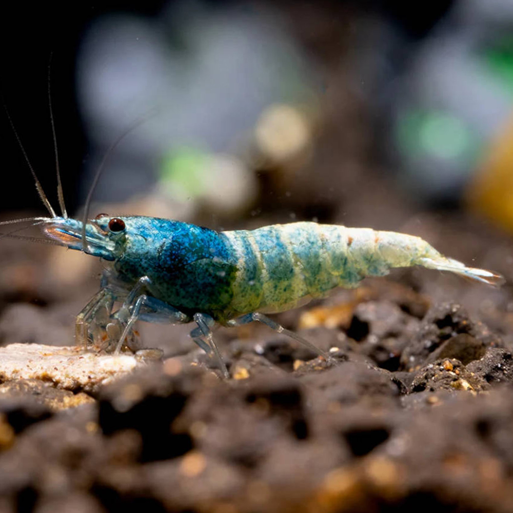 Blue Bolt Shrimp